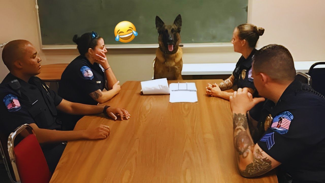 The Best of the Best! The Funniest Animal Videos of 2024! Funny DOG videos  🐶😂 #40