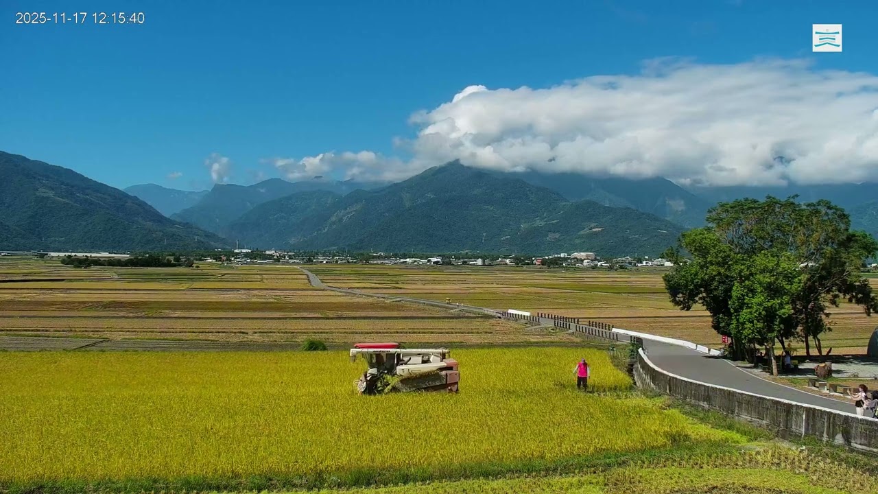 【台東即時影像縮時】池上天堂路 2025-11-17 稻穗收割縮時攝影｜Taitung Chihshang Live Camera Timelapse of rice harvesting