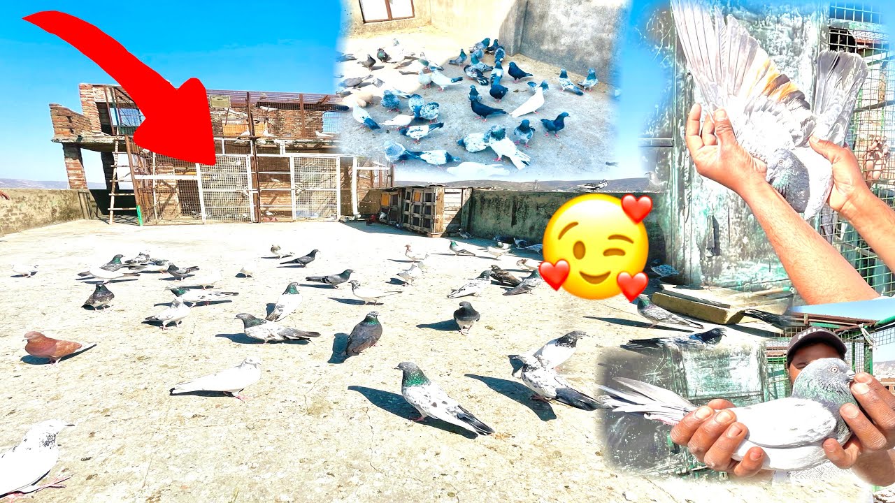 यूनुस भाई के 500 कबूतर का शोक 🕊️😍