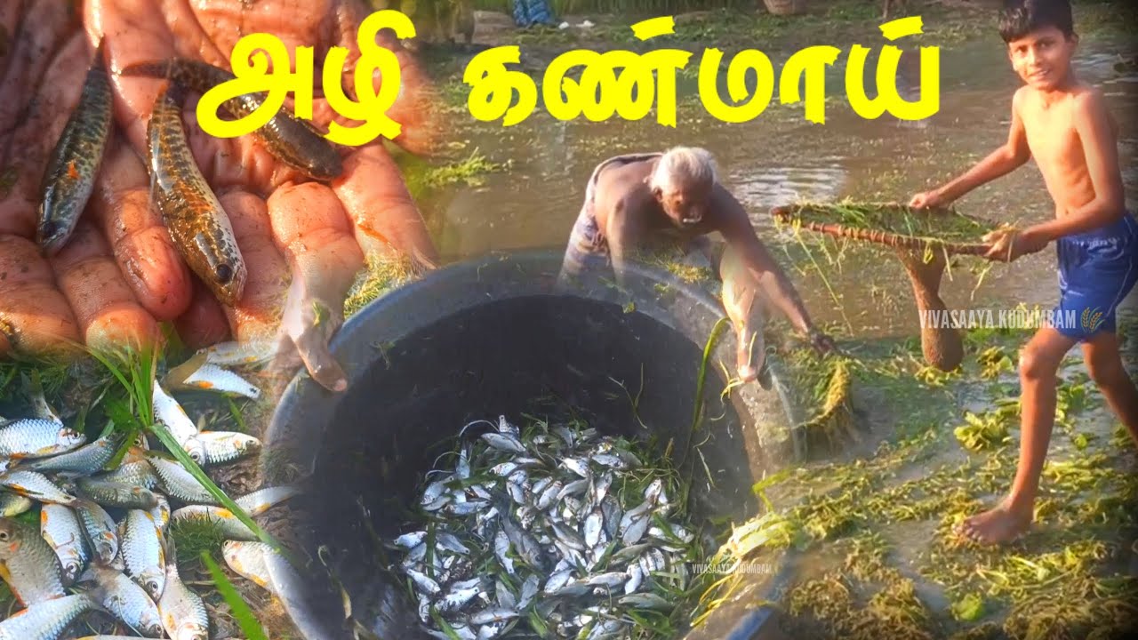 🌾🌀ஆரவாரமான மீன் பிடி திருவிழா.... #trending #viralvideo #viralshort #yt #ytviral 