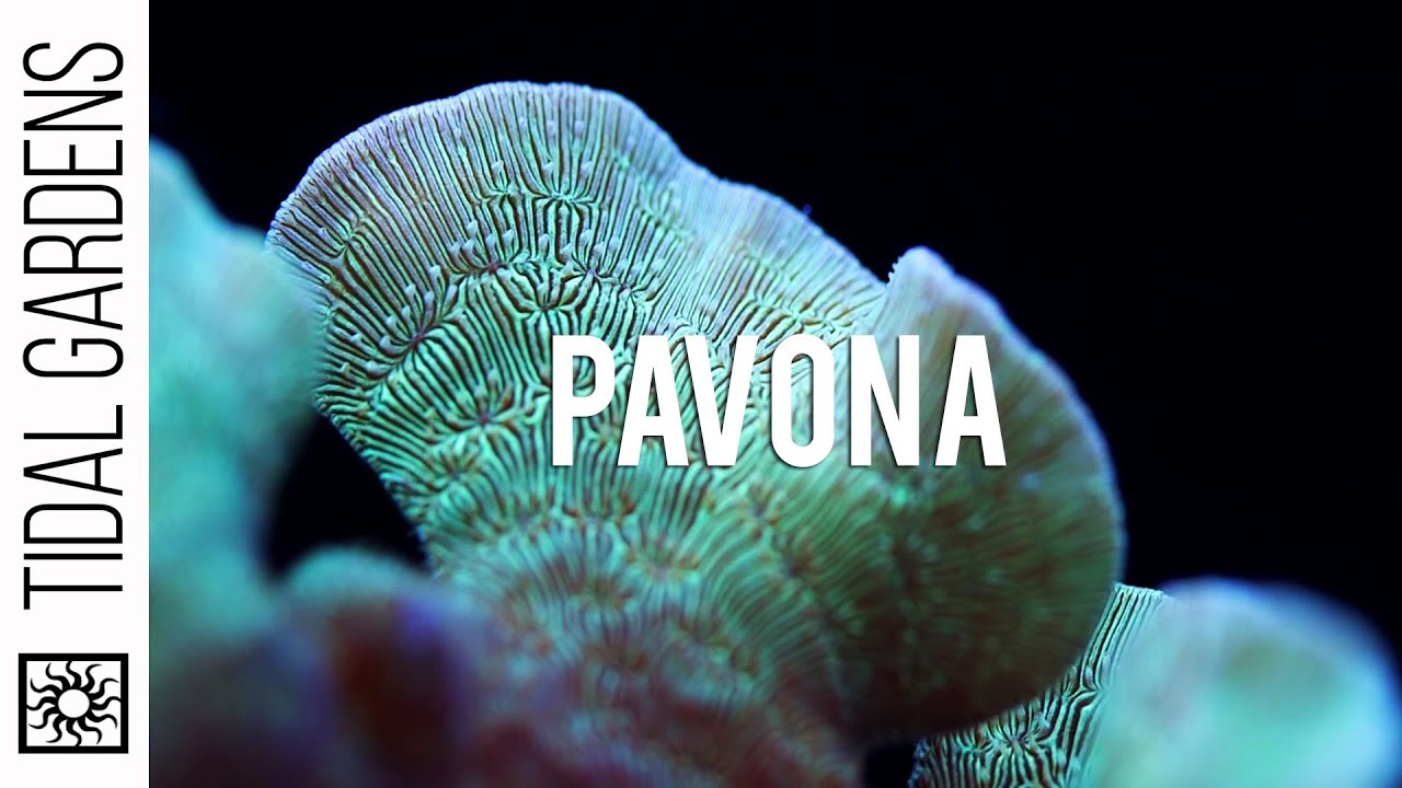 Pavona: идеальный SPS-коралл для начинающих (обзор и советы по уходу)