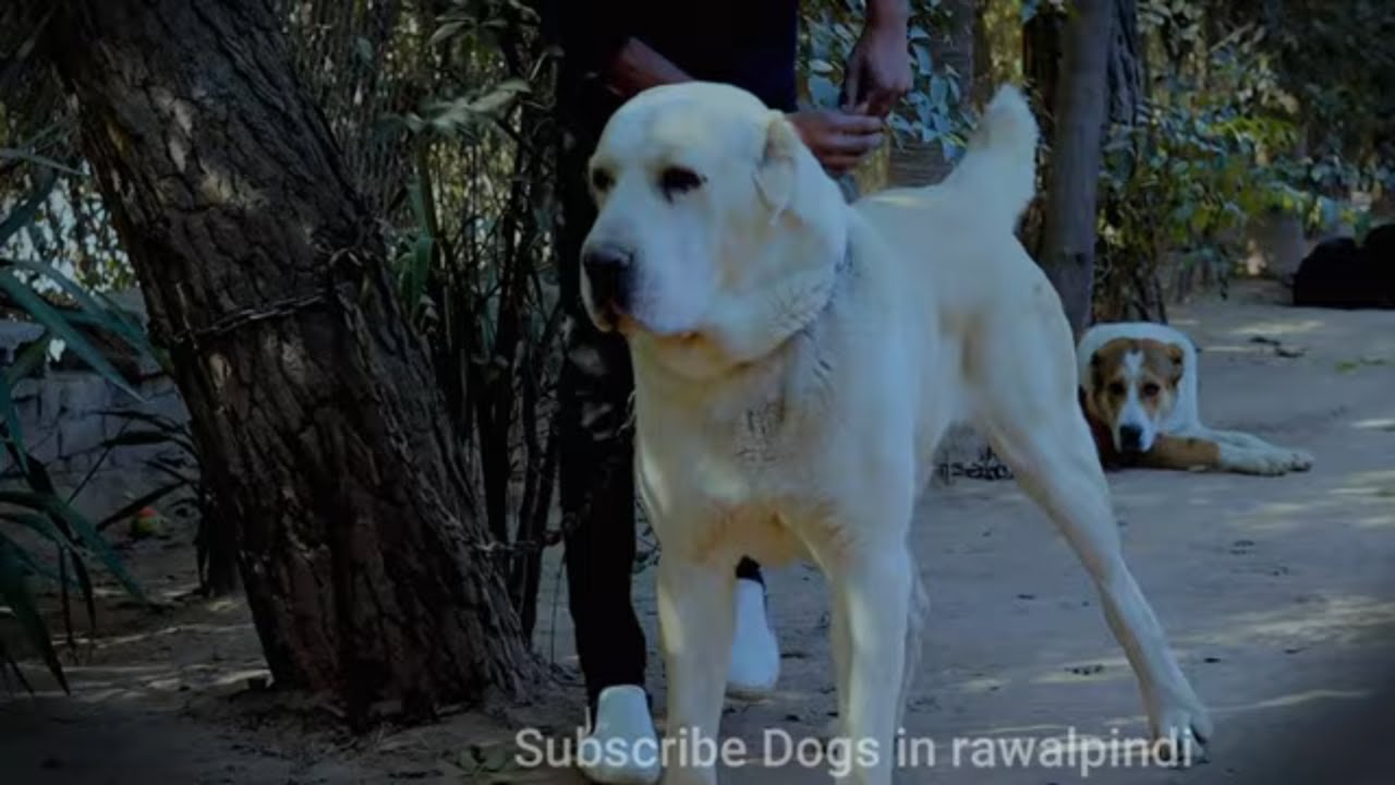 Best Central Asian Shepherd pair in Pakistan@Punjabpets