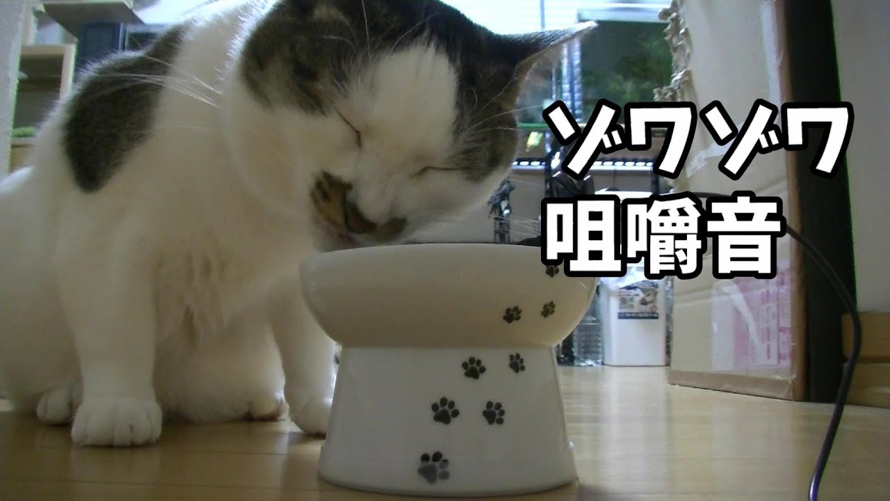 ゾワゾワする猫の咀嚼音