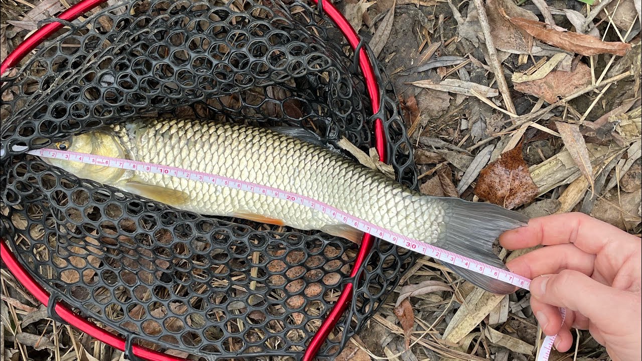 Pescuit la clean cu gume de la Berkley și Lake Fork, in decembrie 2023