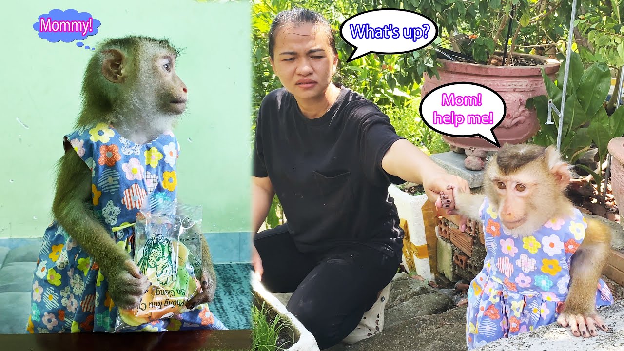 Monkey Lyly was hungry and ate raw shrimp chips because she couldn't wait for her mother to return