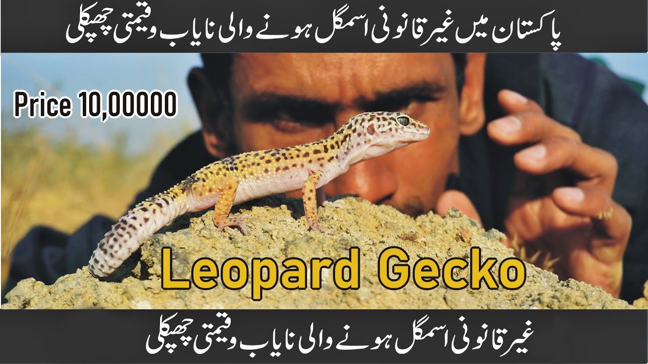 The Secret Life of Leopard Geckos 