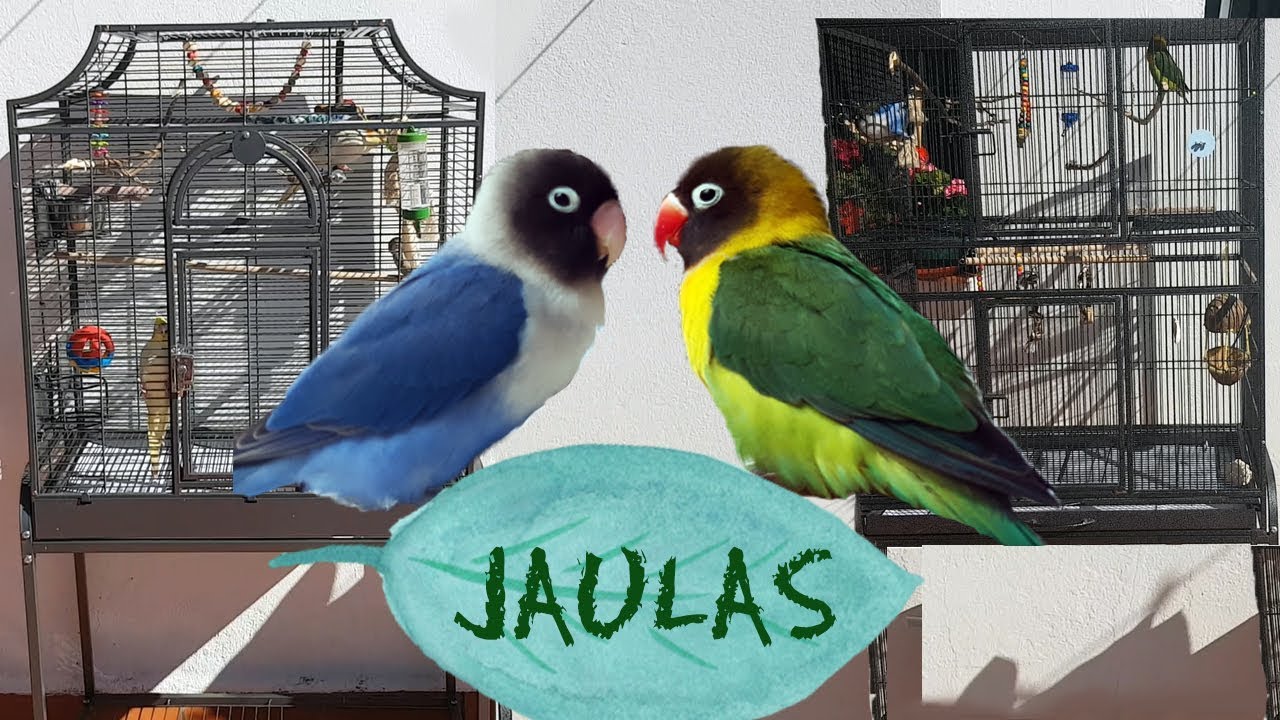 &iexcl;HABLEMOS DE COMO DEBEN SER SUS JAULAS!