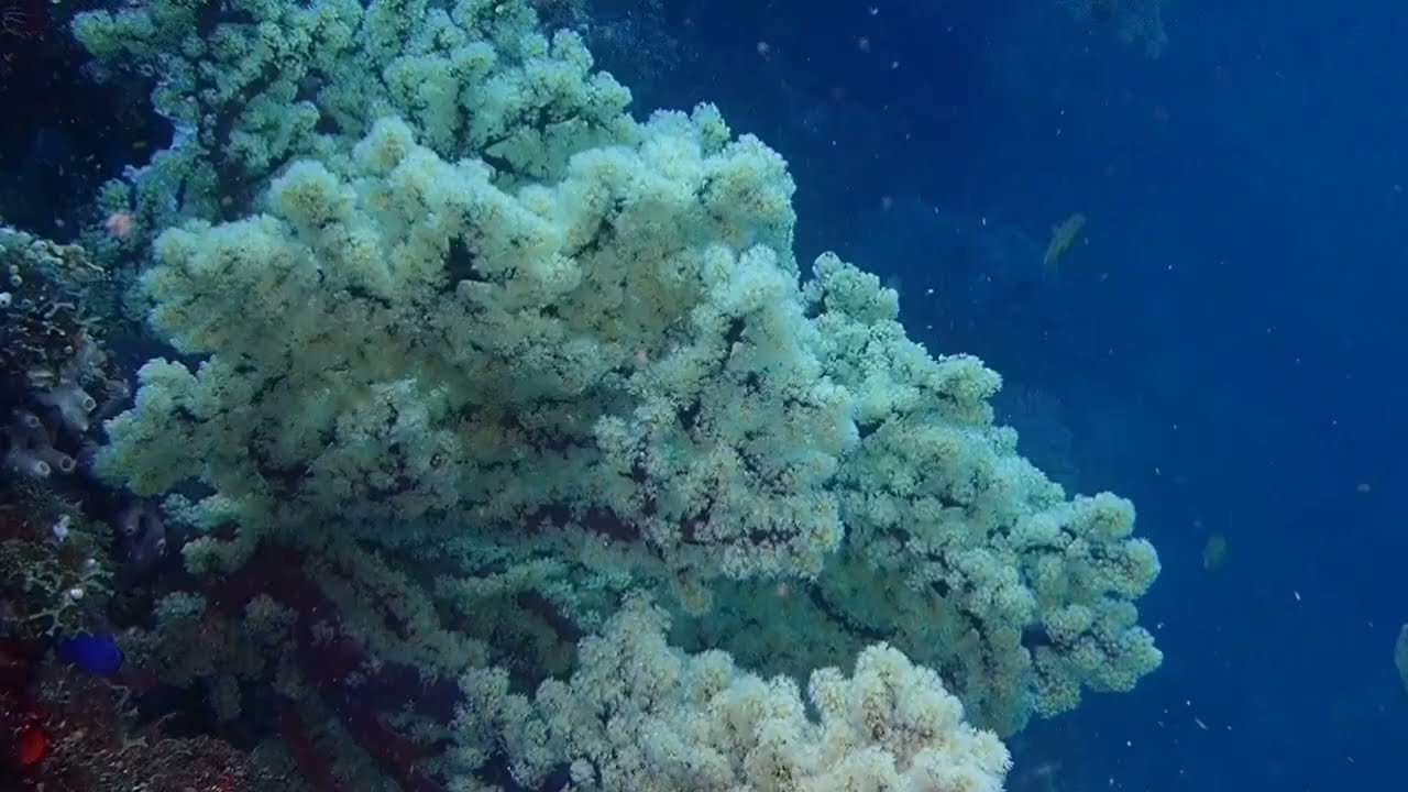 Philippinen, Panglao, Diving, Arco Point, Kalipayan and Haus Reef Night Dive