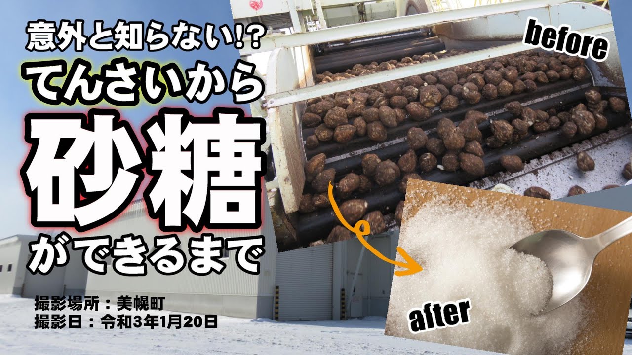 意外と知らない!?てんさいから砂糖ができるまで