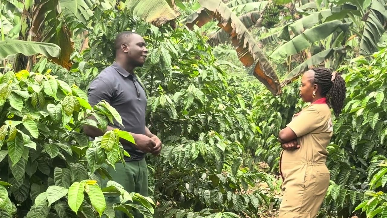 IS IT NECESSARY TO MAKE YOUR OWN NURSERY BED IF YOU’RE SET UP A COFFEE FARM. ON OUR INTERVIEW 