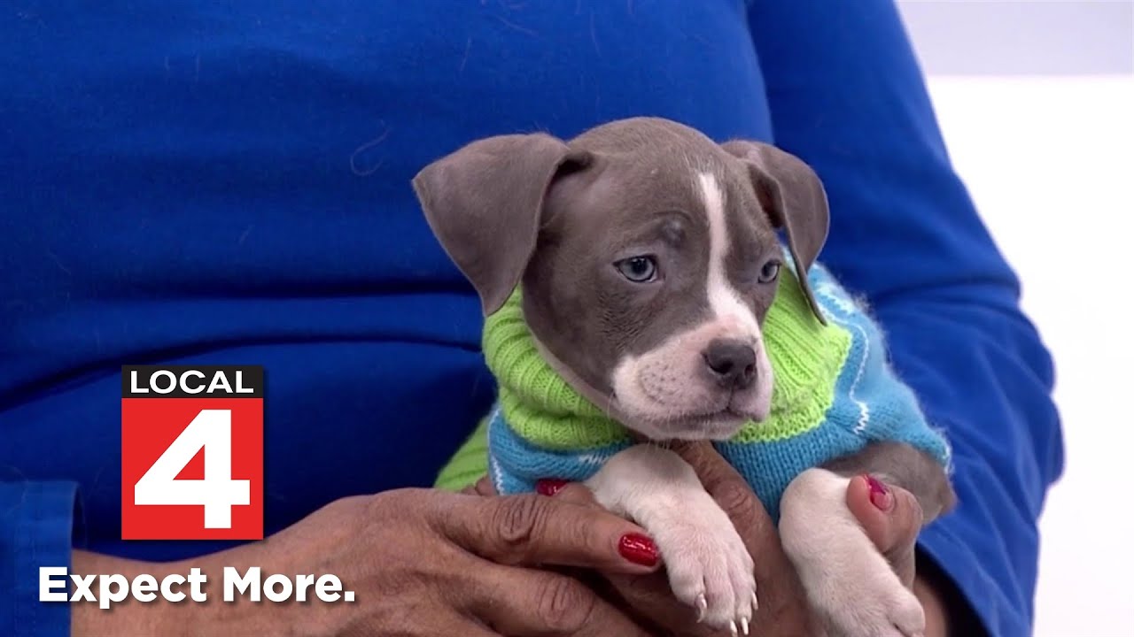 Pet of the Week: Meet Britni!