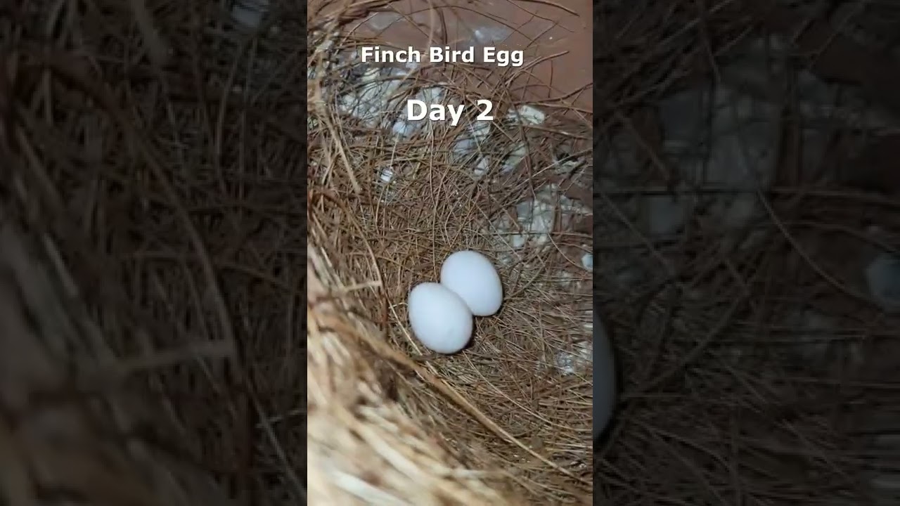 Finch bird eggs #shorts