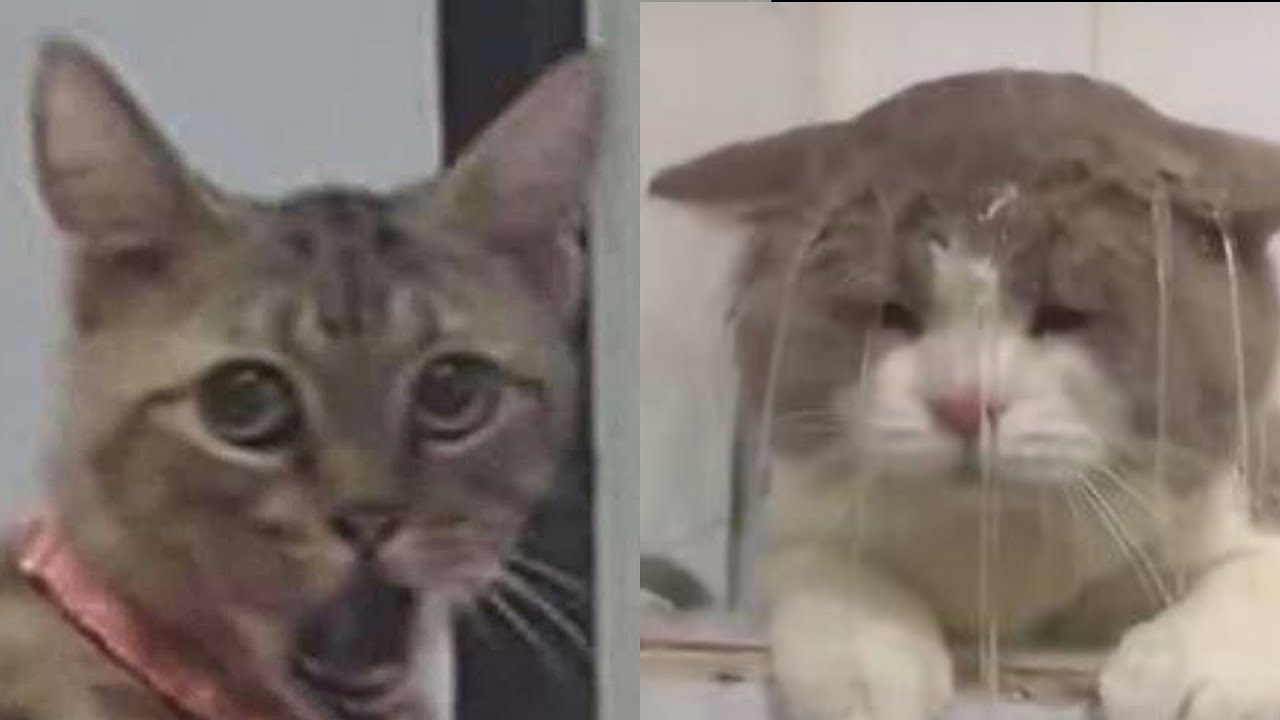 BEST FUNNY MEMES WITH CATS COMPILATION 11