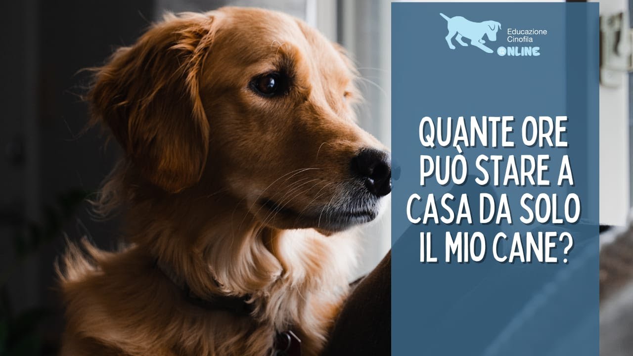 Quante Ore Può Stare Da Solo Il Mio Cane?