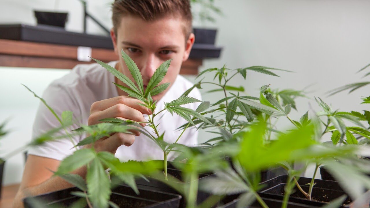 Legalisation of cannabis could generate ‘billions’ for Australia’s economy: Greens senator