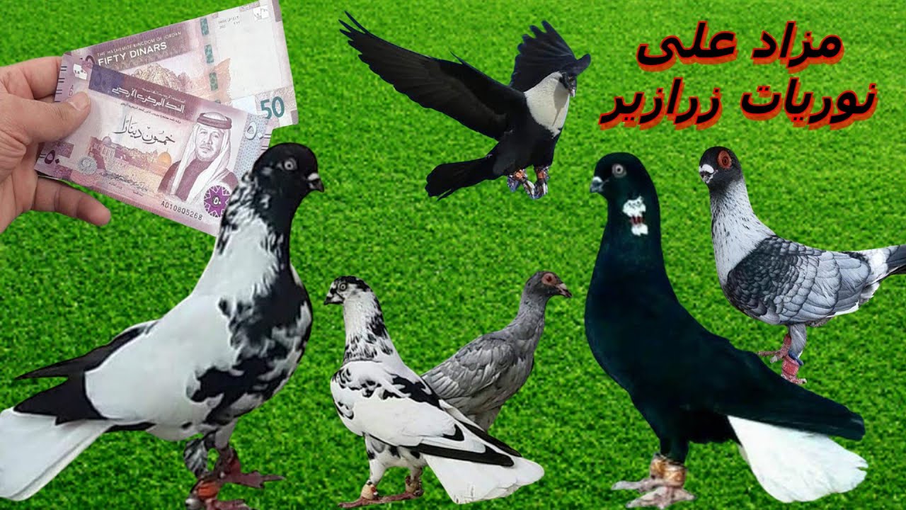 مزاد على قرقاطي مقنبر طير حمام كش اجمل مستويات طيور الحمام