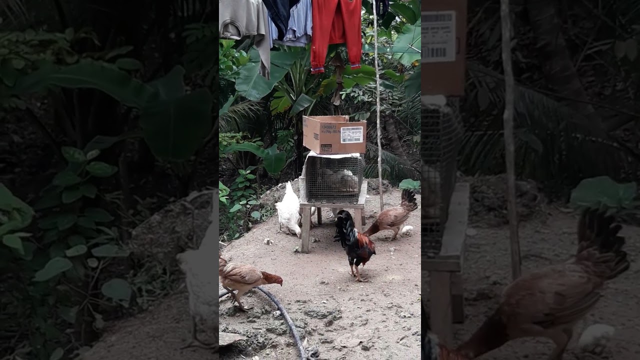 Broiler and native chicken