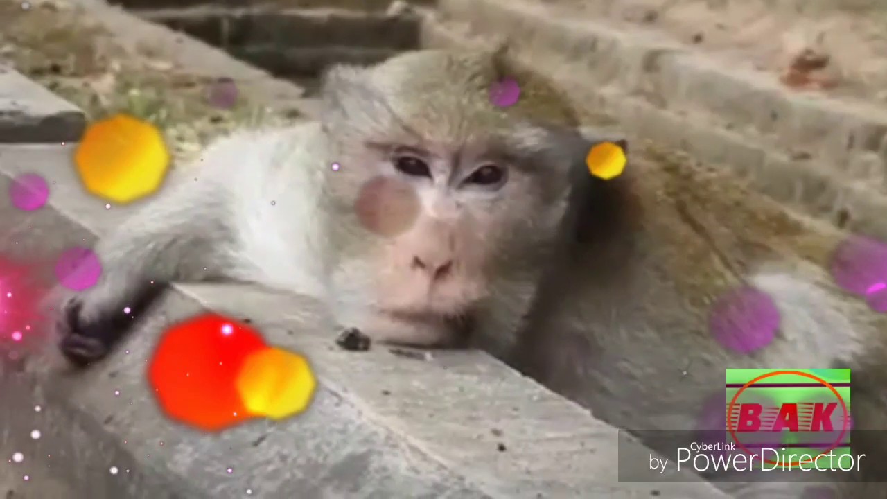 #Animal video // BAK-BAK Special//