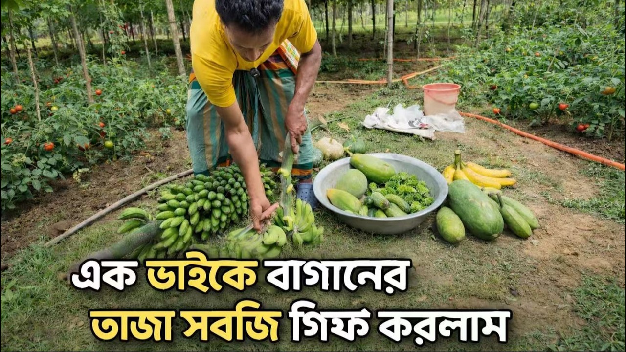 আজ বাগান থেকে তাজা সবজি তুলে এক ভাইকে উপহার দিলাম