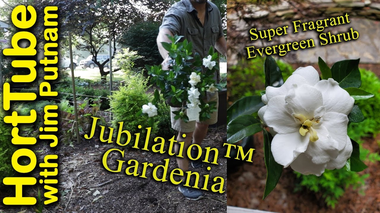 Planting a Super Fragrant Jubilation™ Gardenia