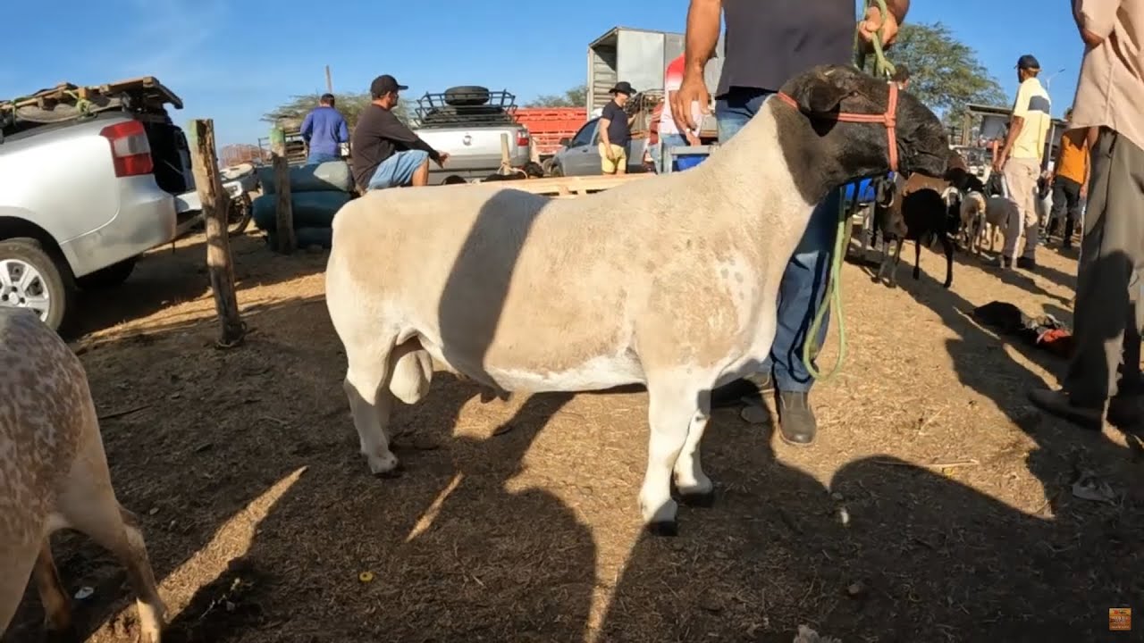 Feira de Caprinos Ovinos e Suíno de Tabira Pernambuco 05/11/2025 Só Criação Top #nordeste