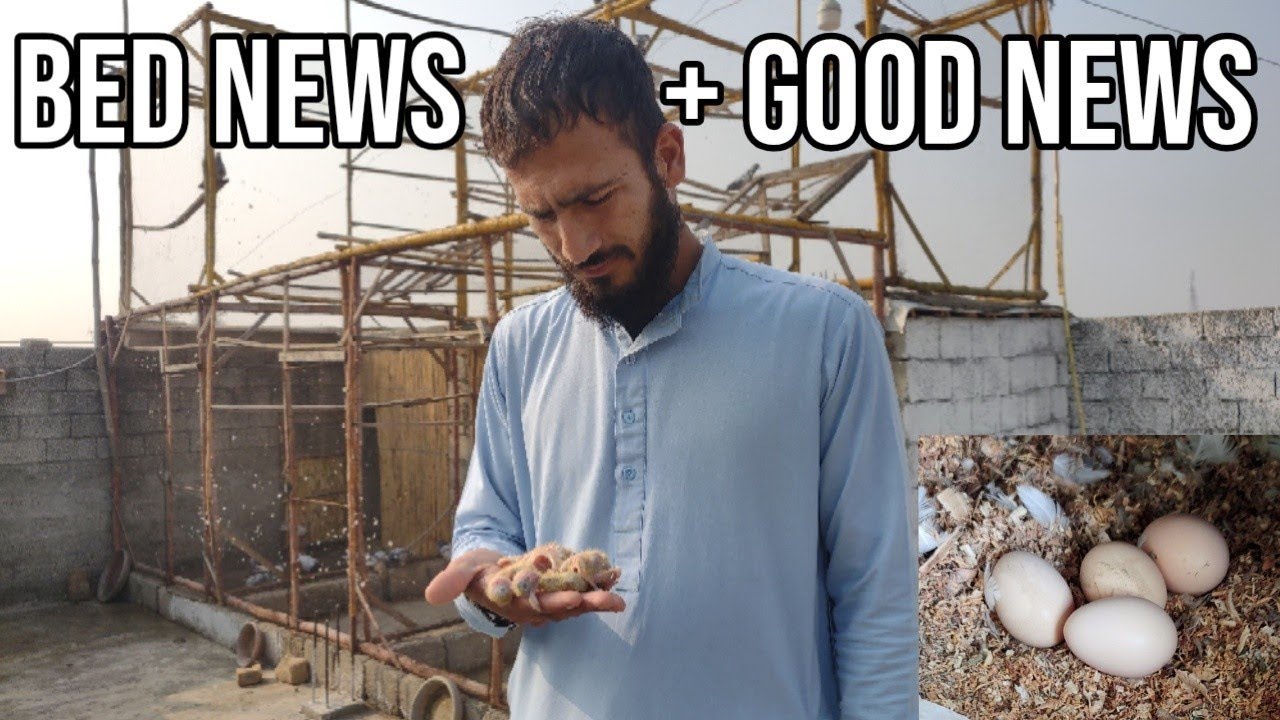 Aseel Eggs Update: Good News + Bad News! 🥚⚠️