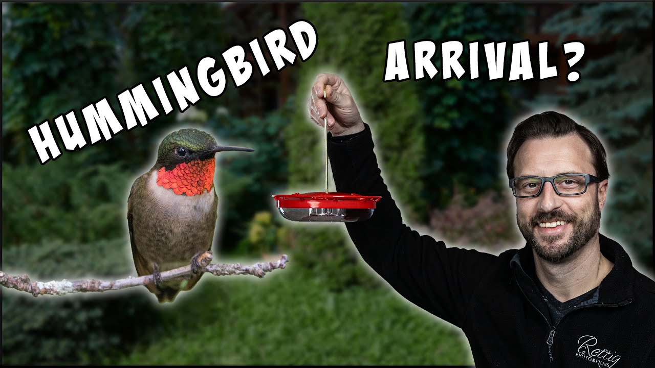 When To Put Up Hummingbird Feeders
