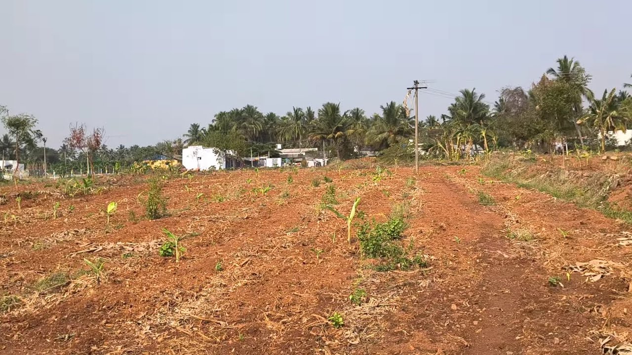 ஈரோடு மாவட்டம் கோபி வட்டம் அத்தானி அருகில் 3 ஏக்கர் தோட்டம் விற்பனை 9585376767#agriculture 