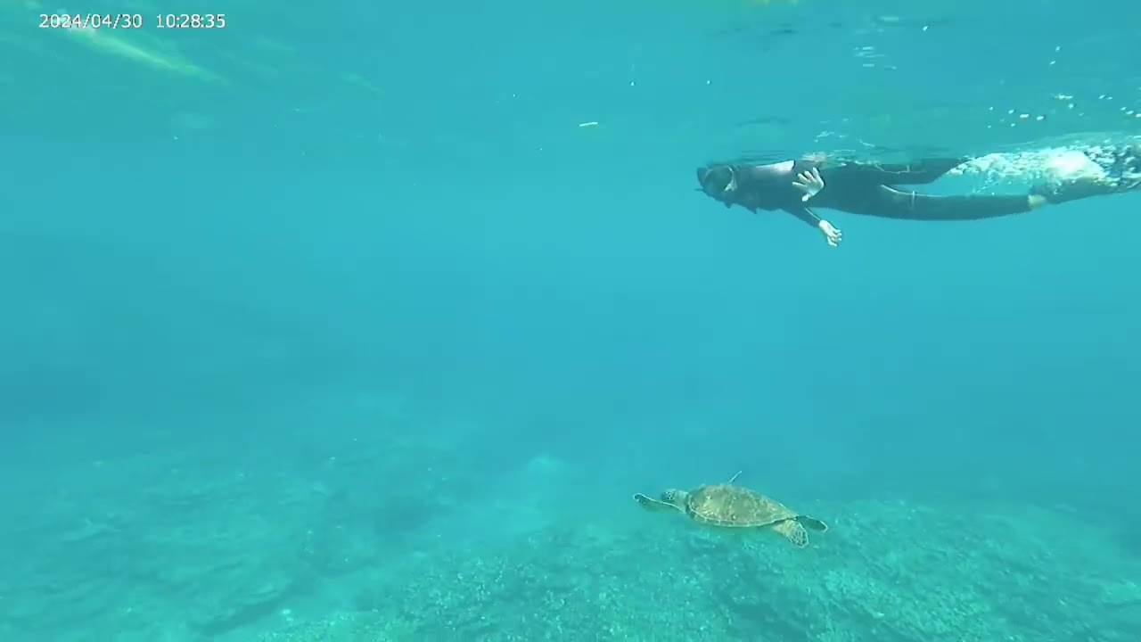ウミガメスイム　八丈島底土　4月30日