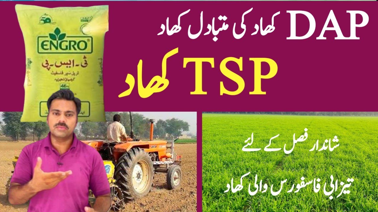 TSP (triple super phosphate) fertilizer comparison with DAP fertilizer | TSP fertilizer use in crops
