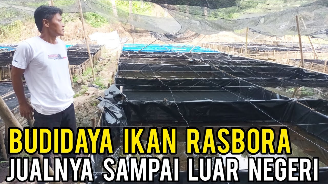 Cara Sukses Budidaya  Ikan Rasbora, Jualnya Sampai Luar Negeri