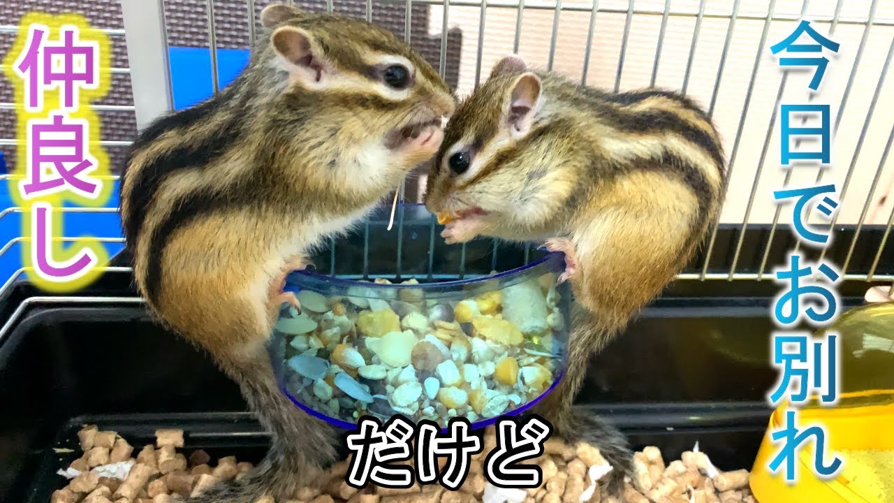 【シマリス】お別れの時期が来ました