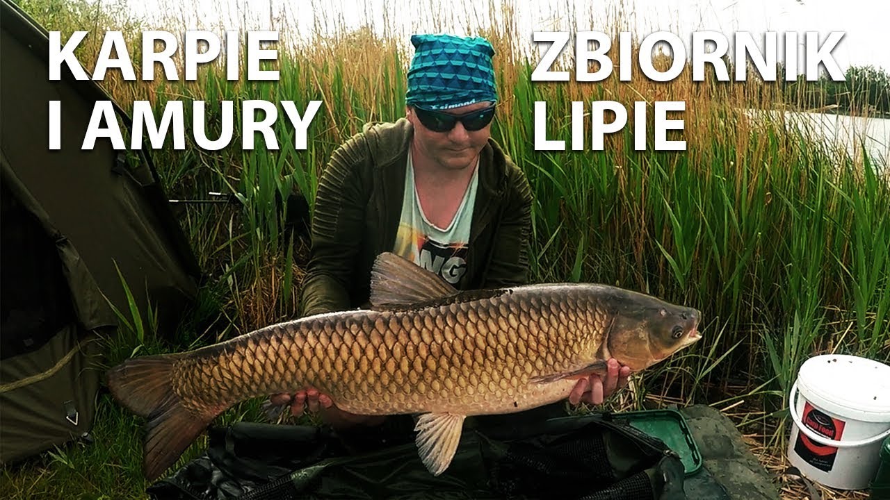 Karpie i amury/zbiornik Lipie/maj 2018 r/ZAŁOWIENI