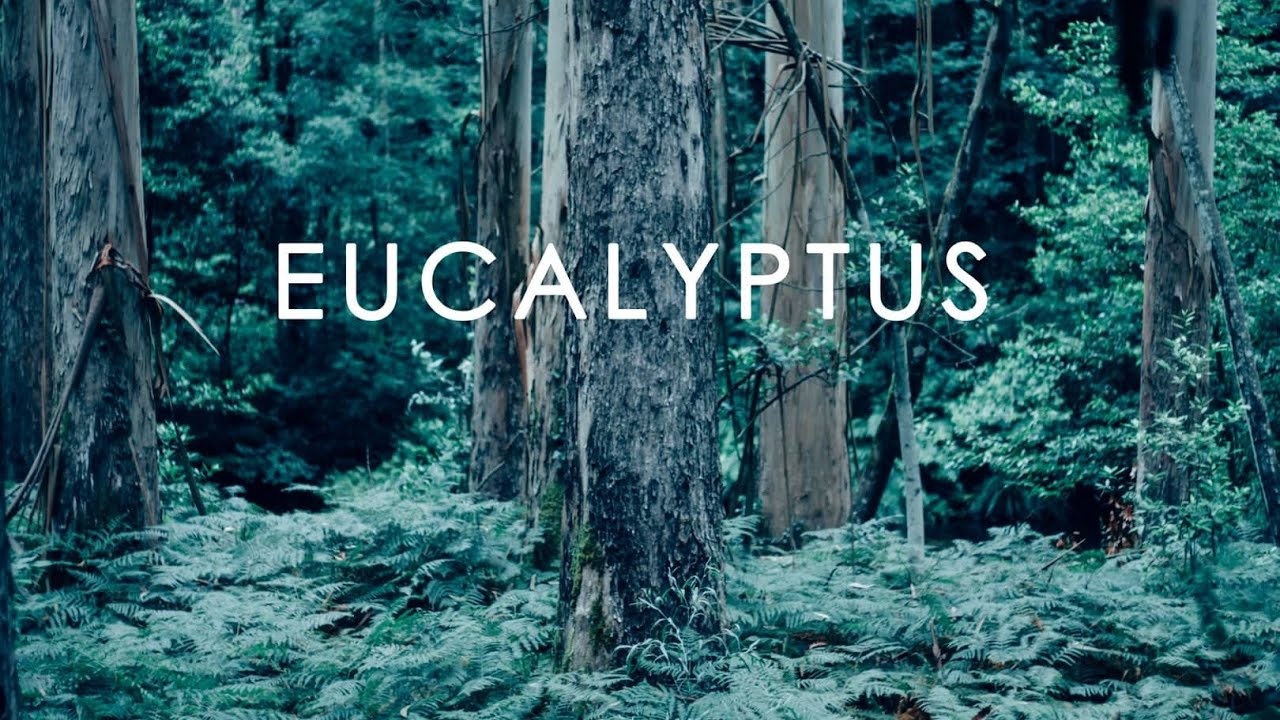 Eucalyptus. Ría de Noia