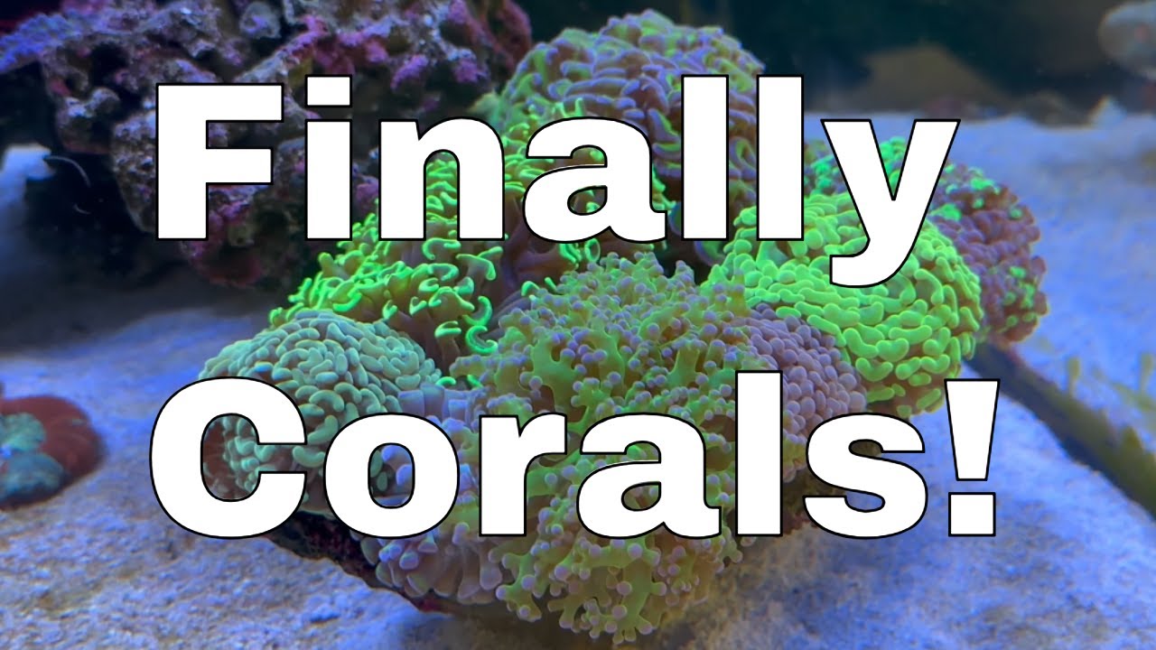 Corals Are In The Waterbox