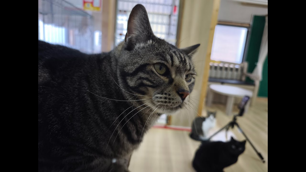 NEKO oasis ohana　Live配信 3.11