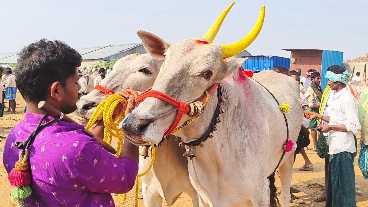 మంచి సైజుల్లో ఉన్న సేద్యపు సీమ ఎద్దుల రేటెంతో చూడండి ఆదోని సంతలో ధరలు 