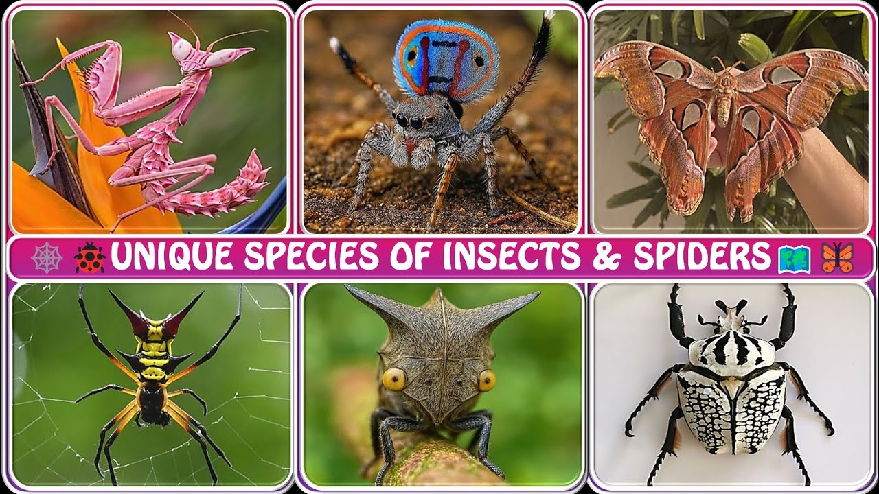 😱Unique Insect and Spider Species You’ve Never Seen Before 🐜🕷️🌍
