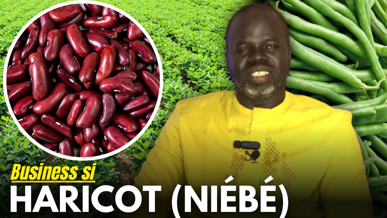 Business Niébé ( Haricot 🫘 ) +de 1.000.000/mois - Pr Ousmane Ndiaye - SAMA XALAA TV
