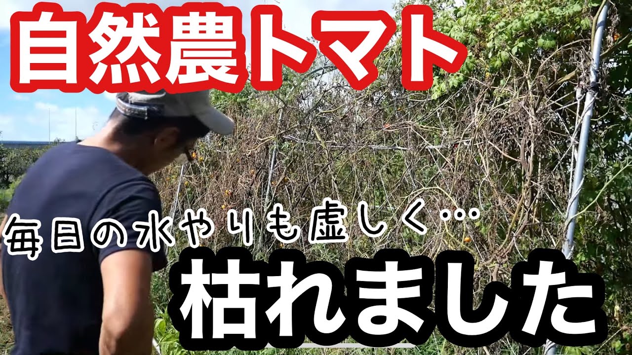 【自然農】待望の雨で復活した夏野菜と枯れたトマトで来年にむけた反省回と畑の様子《無農薬/無施肥/雑草/猛暑/作付け計画/自然栽培》