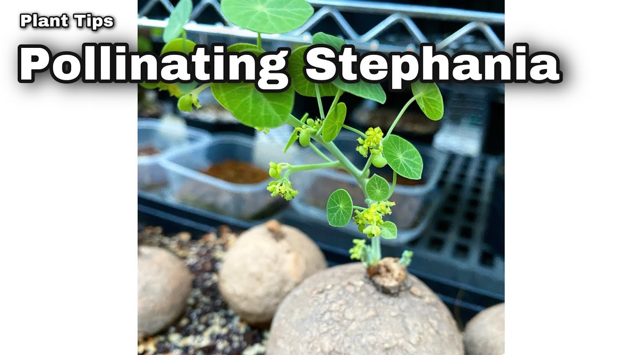 Pollinating Stephania Erecta (Male or Female?) - Ep 84