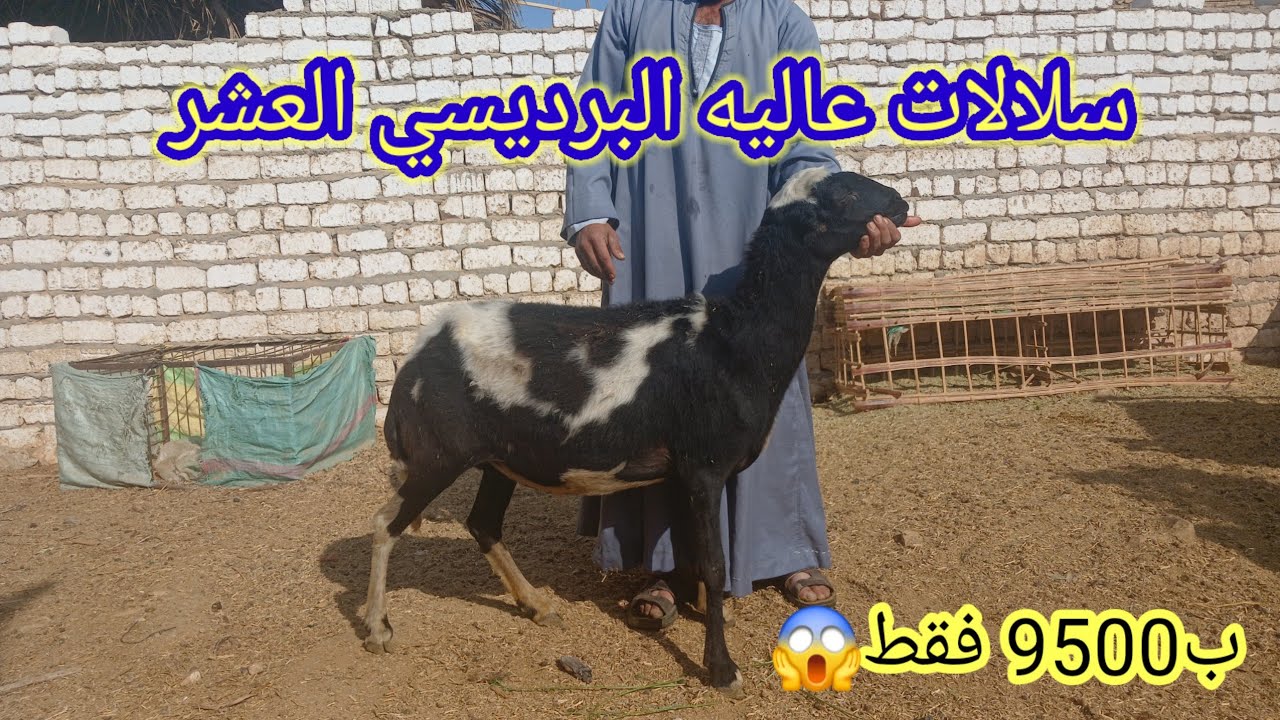 تحطيم أسعار نعجه برديسي عشر راخيه ب 9500ﺟ فقط (01157790601)(1/8)