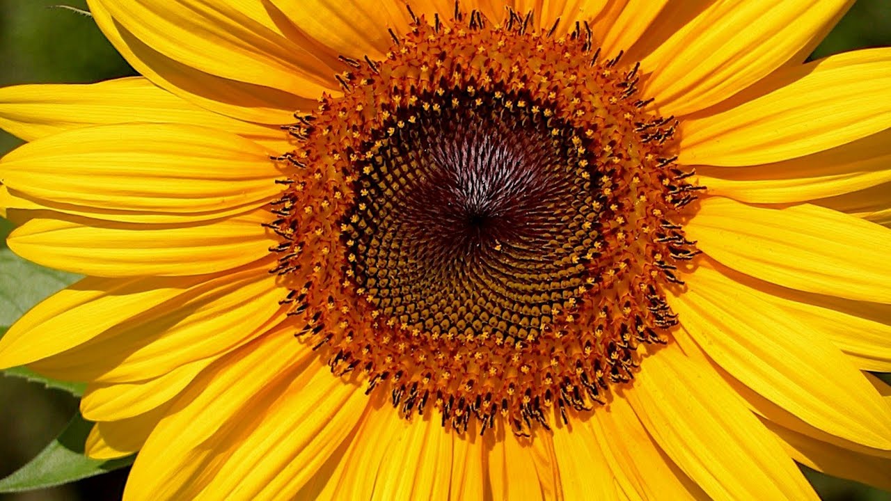 welcome to my live stream.....!