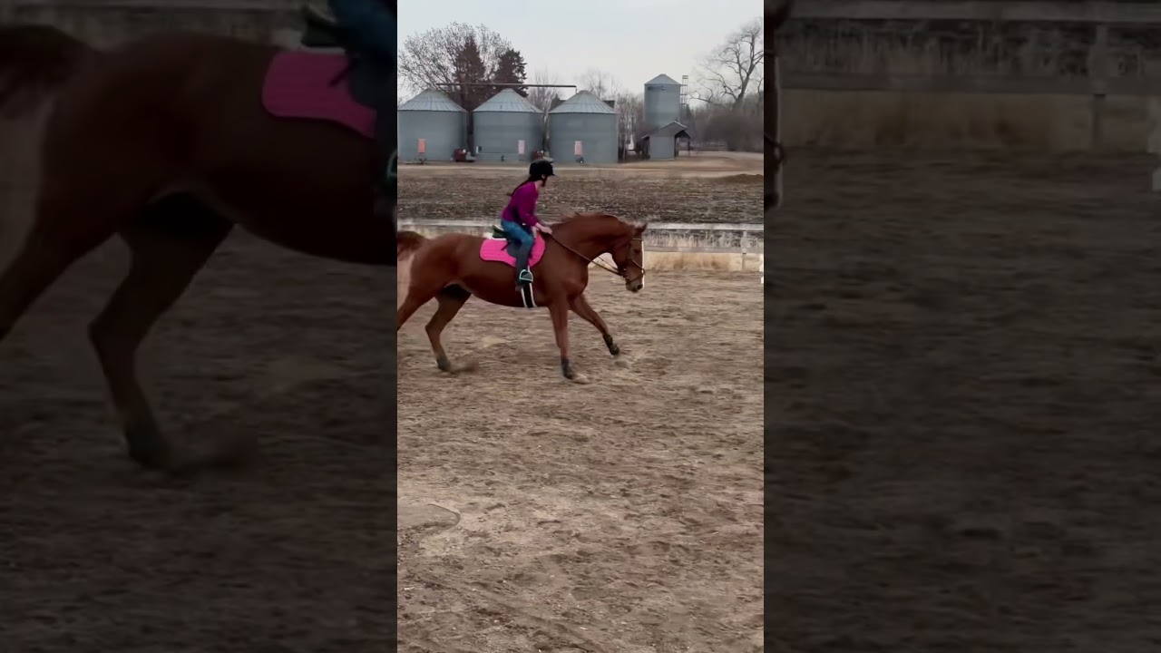 #warmblood #horsejumping #horseriding #dutchwarmblood #horselover #equestrian #horsegirl #horselove