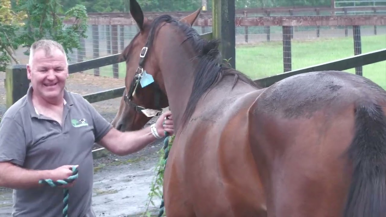 Vincent Delaney Memorial • Oakwood Stud