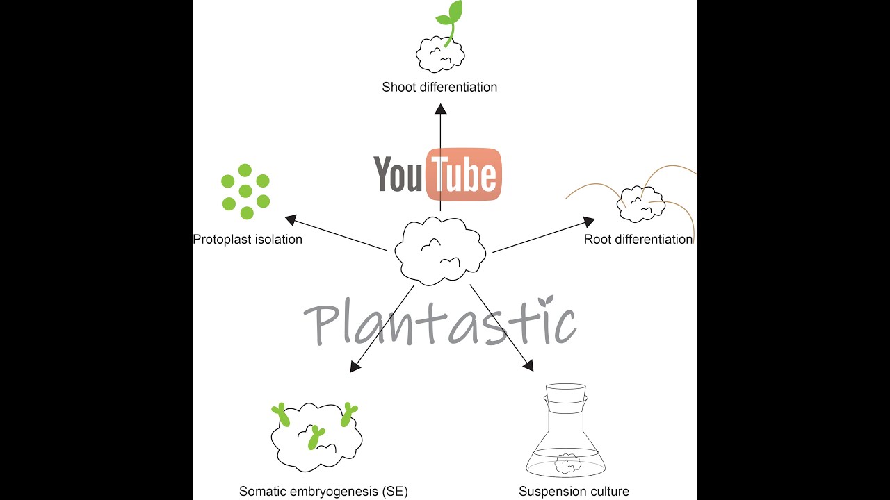 Plant Tissue Culture - Callus Culture