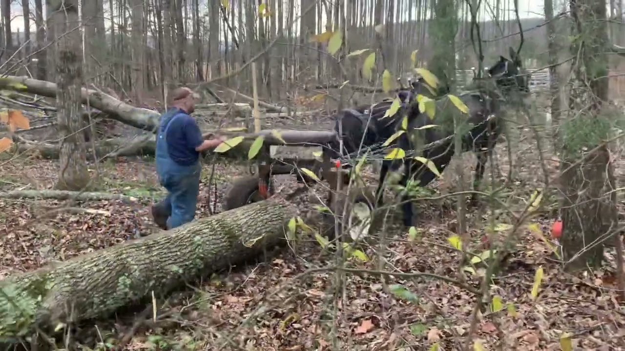Mule logging: Taylor Tract #002