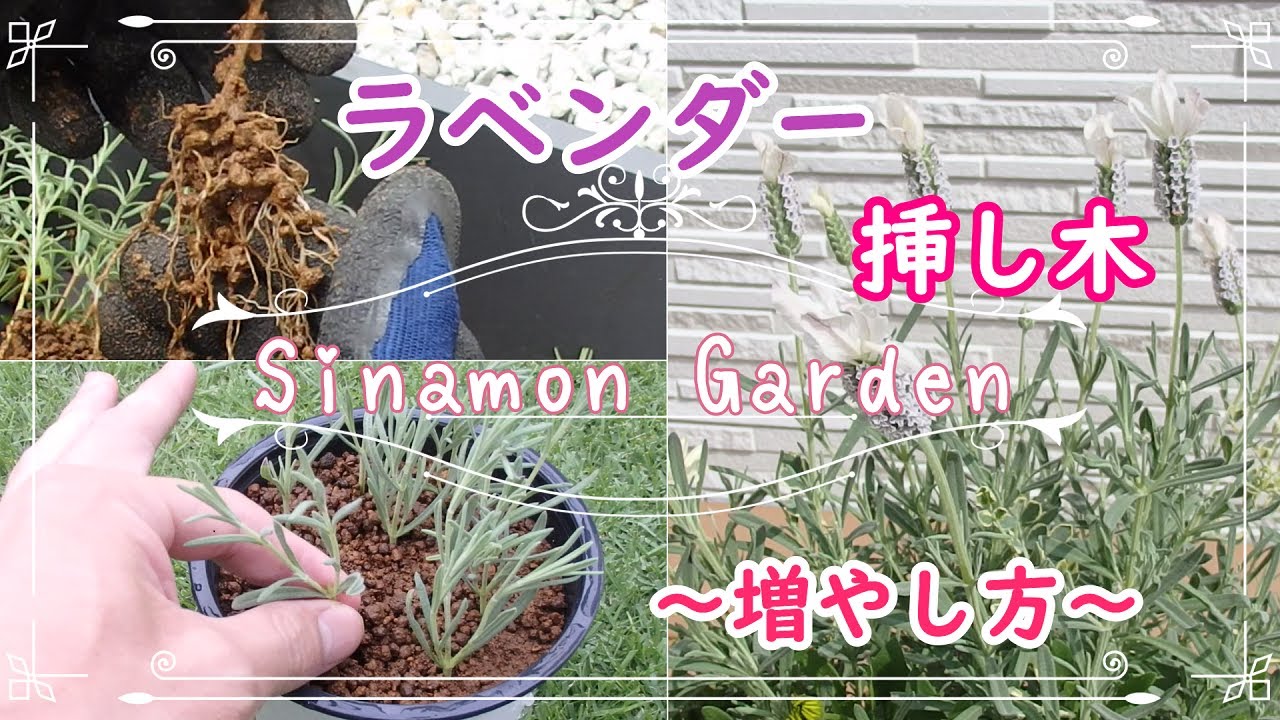 【ラベンダー】増やし方/挿し木で簡単に増やそう！～発根率が上がる方法～