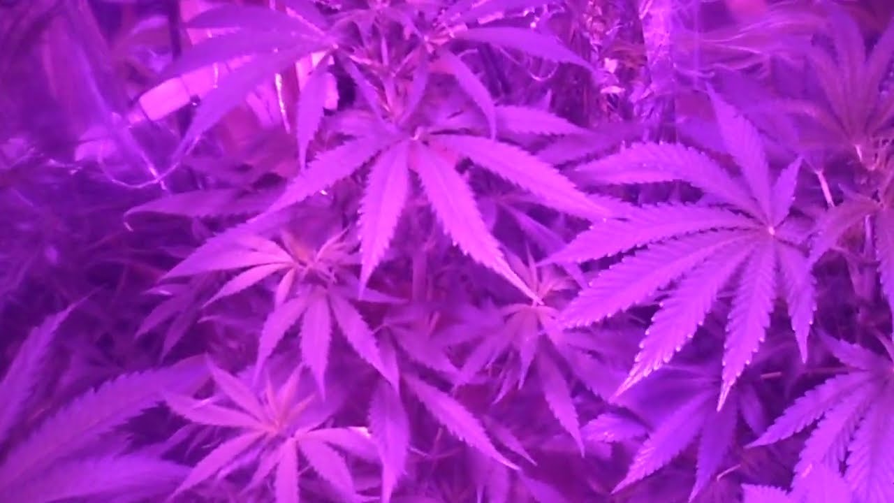 No tengo mas lugar en el indoorcito! Sale floracion forzada a mediados de agosto en buenos aires?