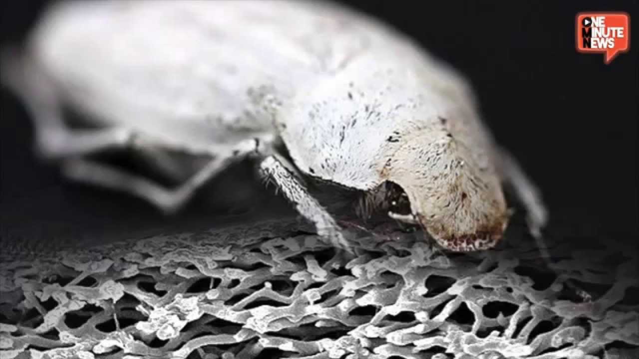 Super White Beetle Holds Secret To Whiter Paper And Computer Screens?